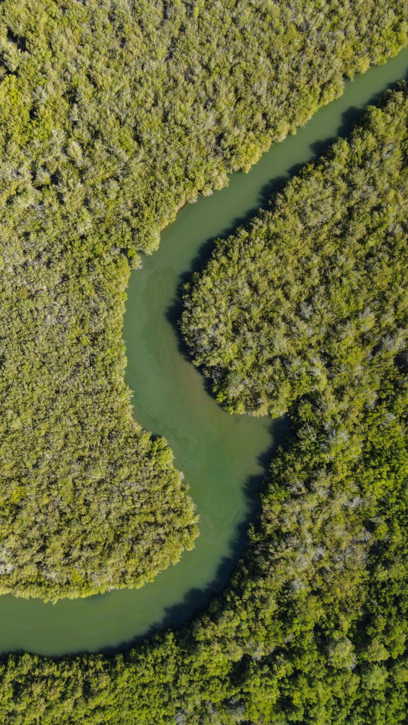 Shallow clear water over seagrass beds, with mangrove roots along the near shore